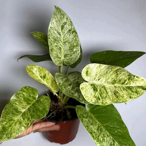 Variegated Philodendron Giganteum (Blizzard) 6” pot