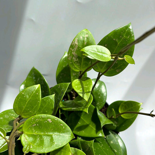 Hoya parasitica "Splash" 4"
