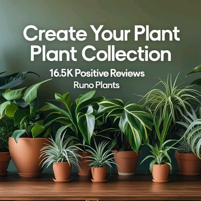 Syngonium Bundle Box - 3 Easy-to-Care-for Syngoniums in 4" Pots