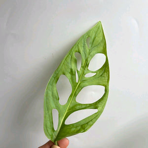 Monstera Esqueleto