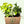 Pothos Mystery Bundle Box - 3 Pothos Plants