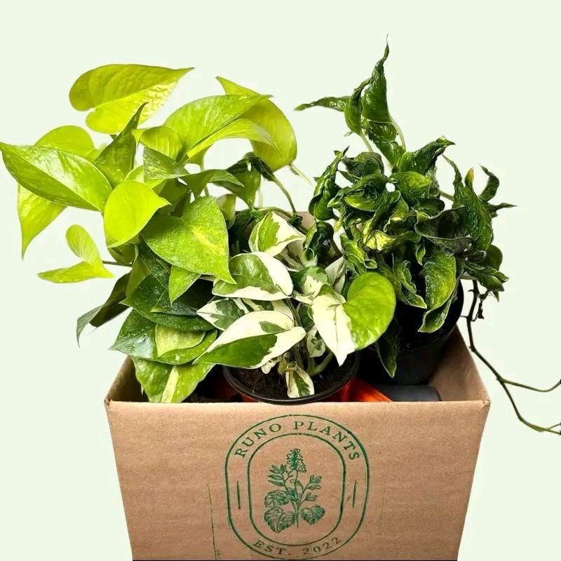 Pothos lovers Bundle box - 3 Pothos Plants in 4"