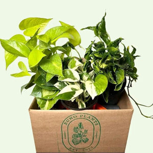 Pothos Mystery Bundle Box - 3 Pothos Plants