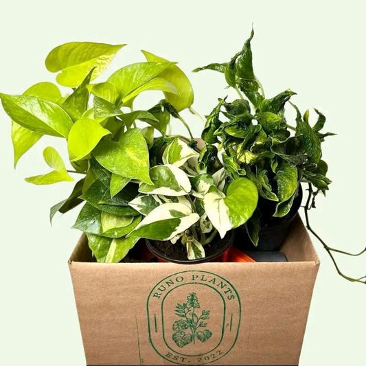 Pothos lovers Bundle box - 3 Pothos Plants in 4"