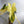Variegated Philodendron Bipennifolium
