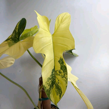 Rare variegated Philodendron bipennifolium