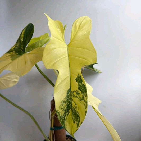 Rare variegated Philodendron bipennifolium