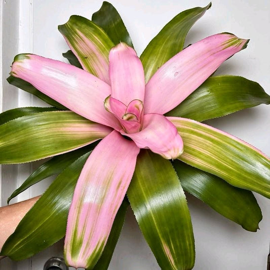 Neoregelia Cotton Candy 5"