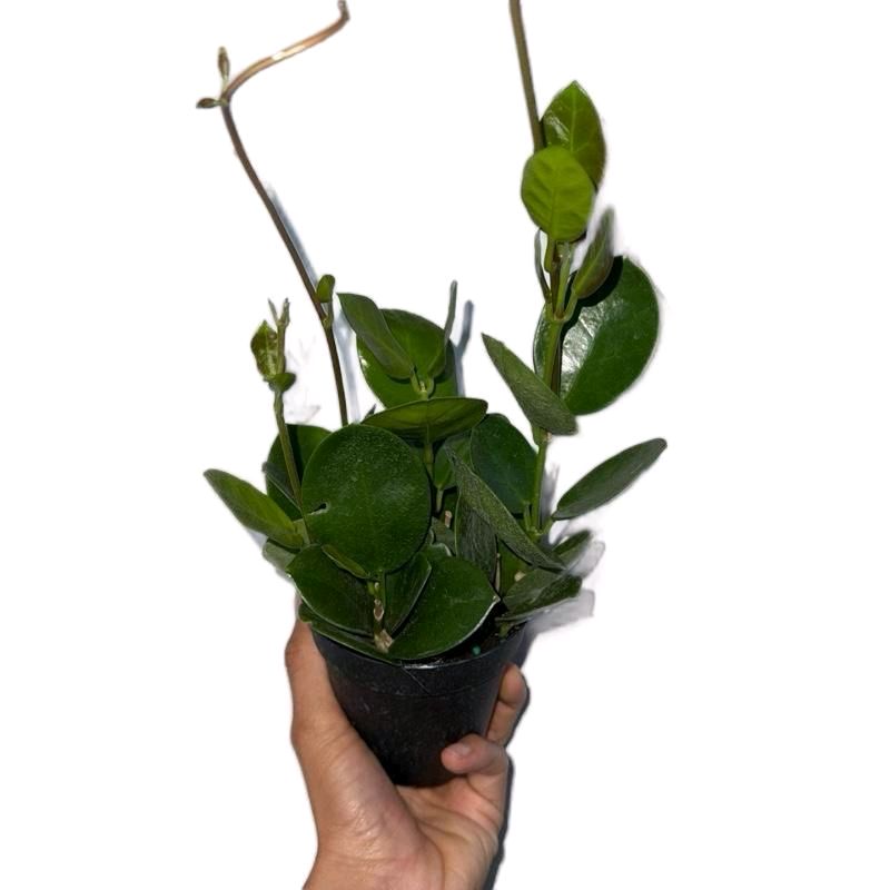 Hoya lovers Bundle Mystery Box - Three Hoya Plants in 4-Inch Pots