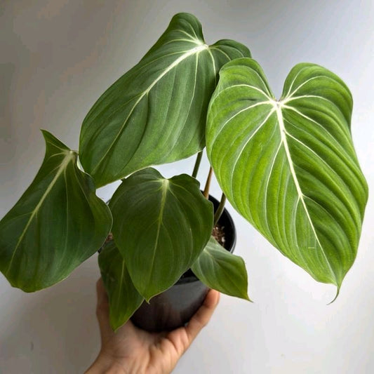 Philodendron Gloriosum 6" pot