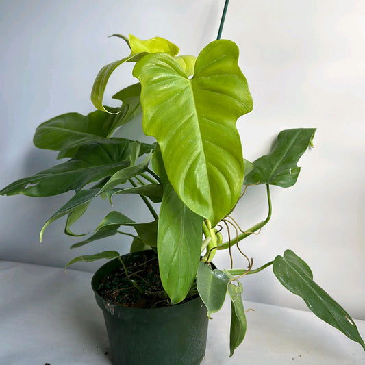 Philodendron bipennifolium aurea 6"