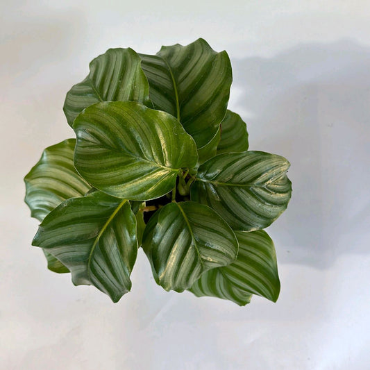 Calathea Orbifolia Plant 6"