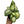 Syngonium Mouse Ears