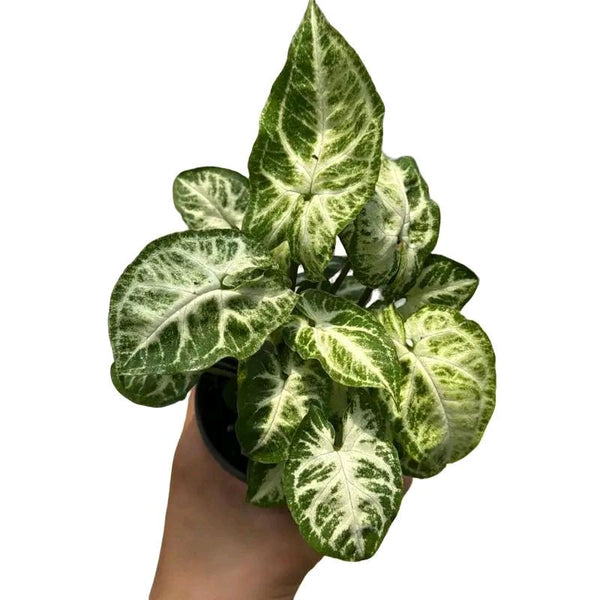 Syngonium Mouse Ears