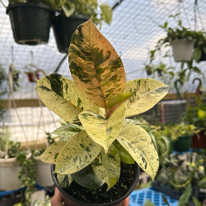 Variegated Ficus Shiveriana 6”