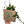 Hoya Mystery Bundle Box - 3 Hoya Plants