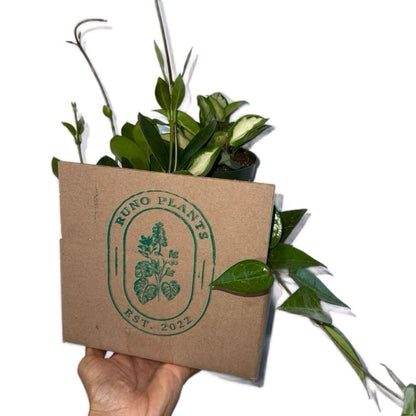 Hoya lovers Bundle Mystery Box - Three Hoya Plants in 4-Inch Pots