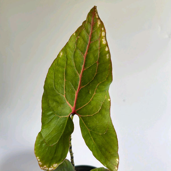 Cytrosperma Johnsoni