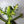 Variegated African Milk Tree (Euphorbia Trigona)