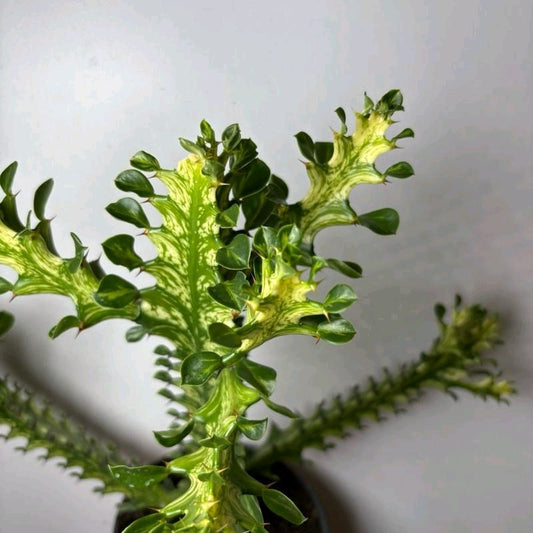 Variegated Euphorbia Trigona 6” pot Plant