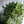 Pothos Shangri La
