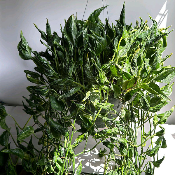 Pothos Shangri La