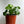 Chinese Money Tree (UFO Plant)