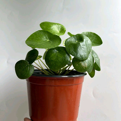Chinese money tree 6"