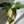 Philodendron 'Summer Glory'