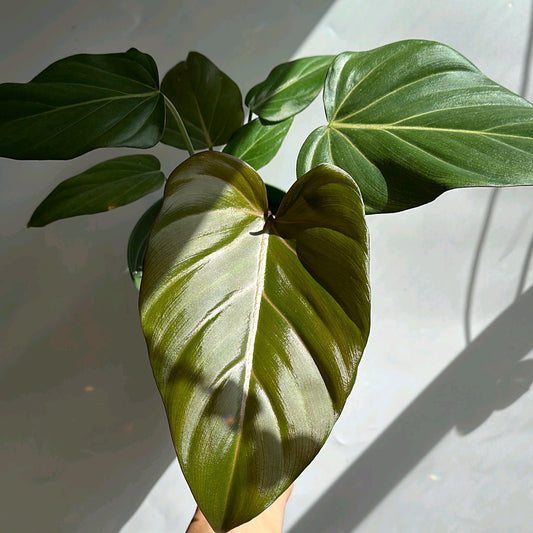 Philodendron Summer Glory 6"