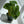 Philodendron El Choco Red