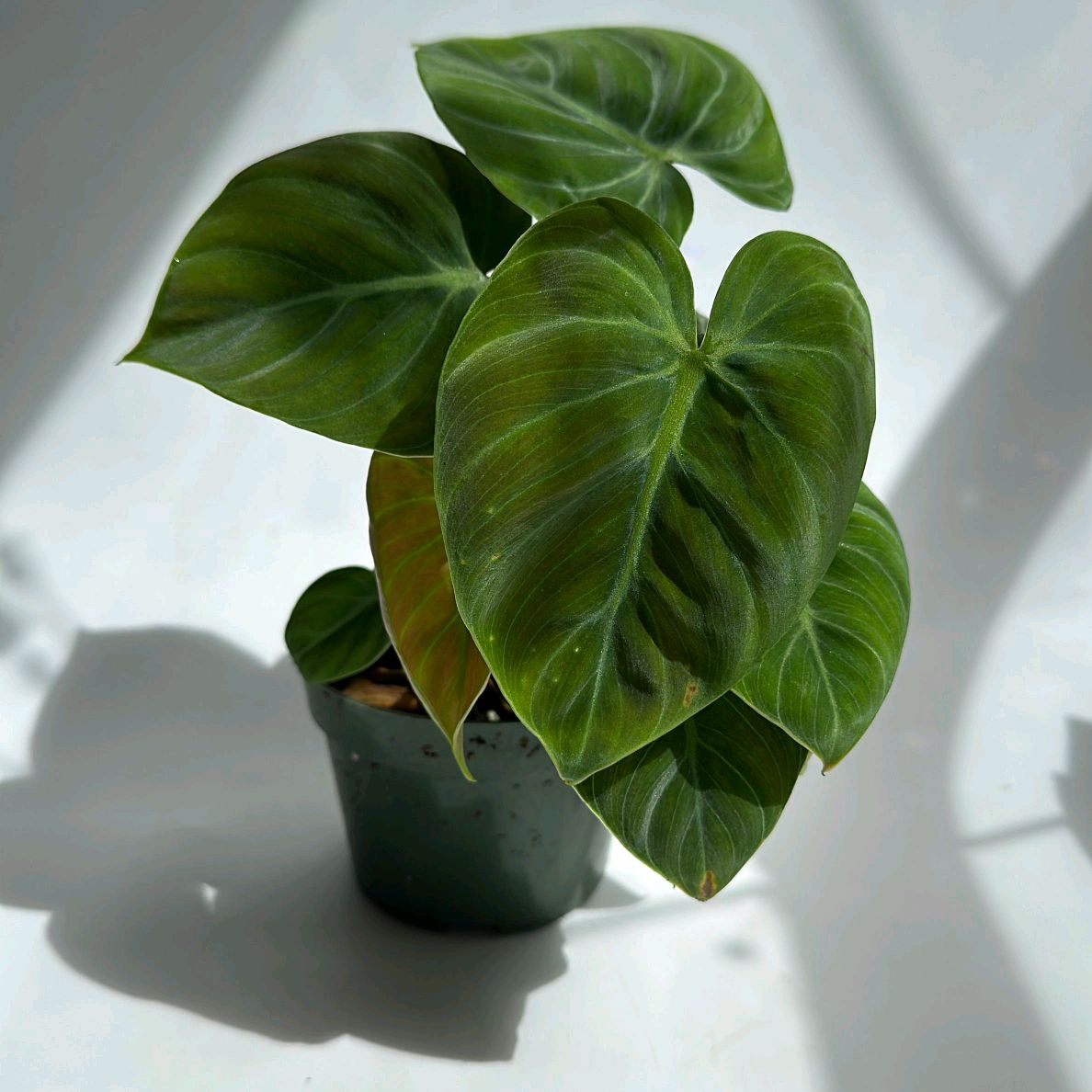 Philodendron El Choco Red 4"