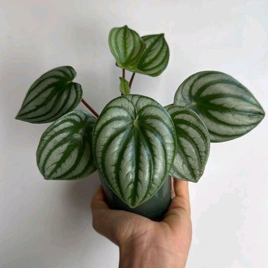 Peperomia Watermelon 4"