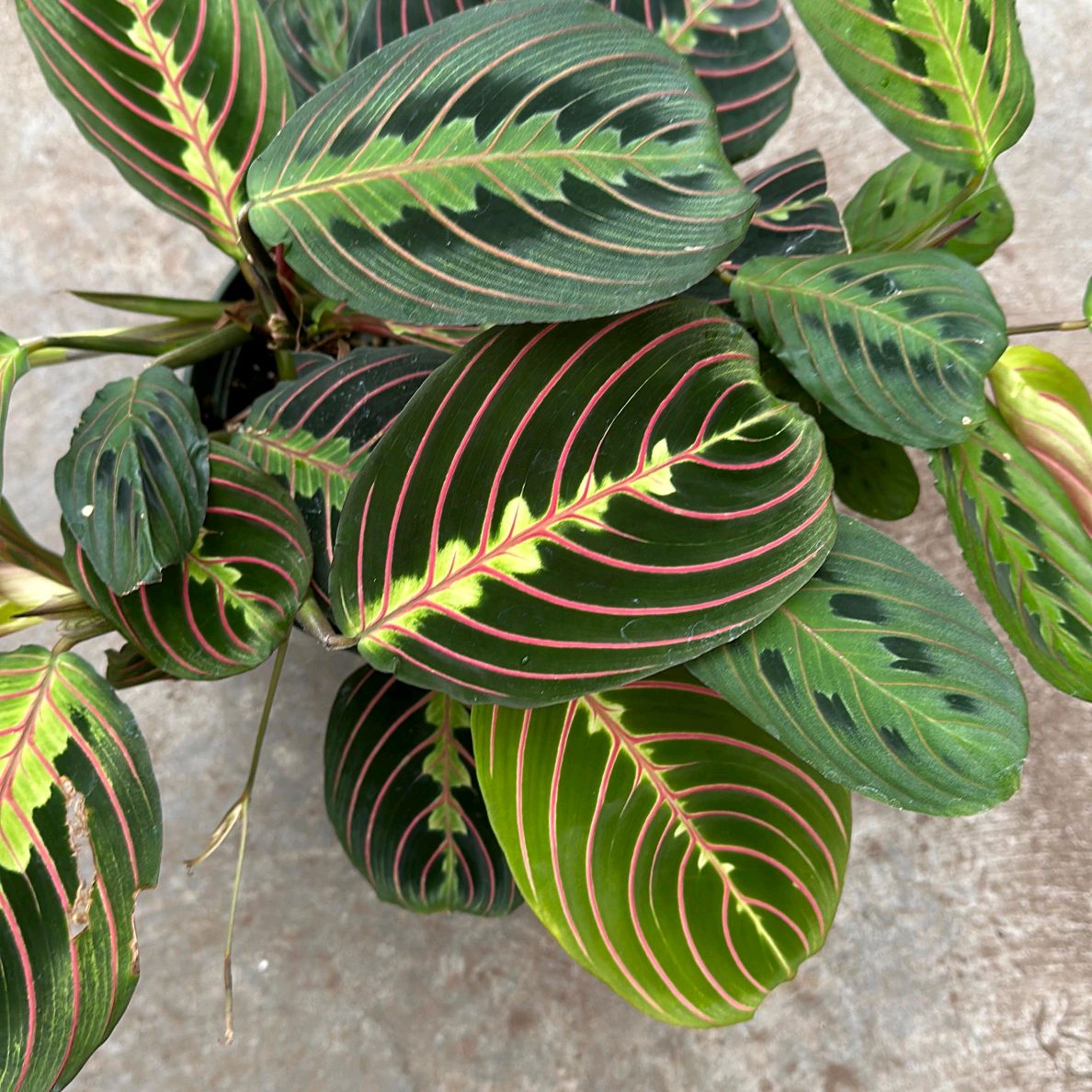 Maranta Red 6"
