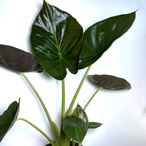 Alocasia Elephant Ear (Wentii)