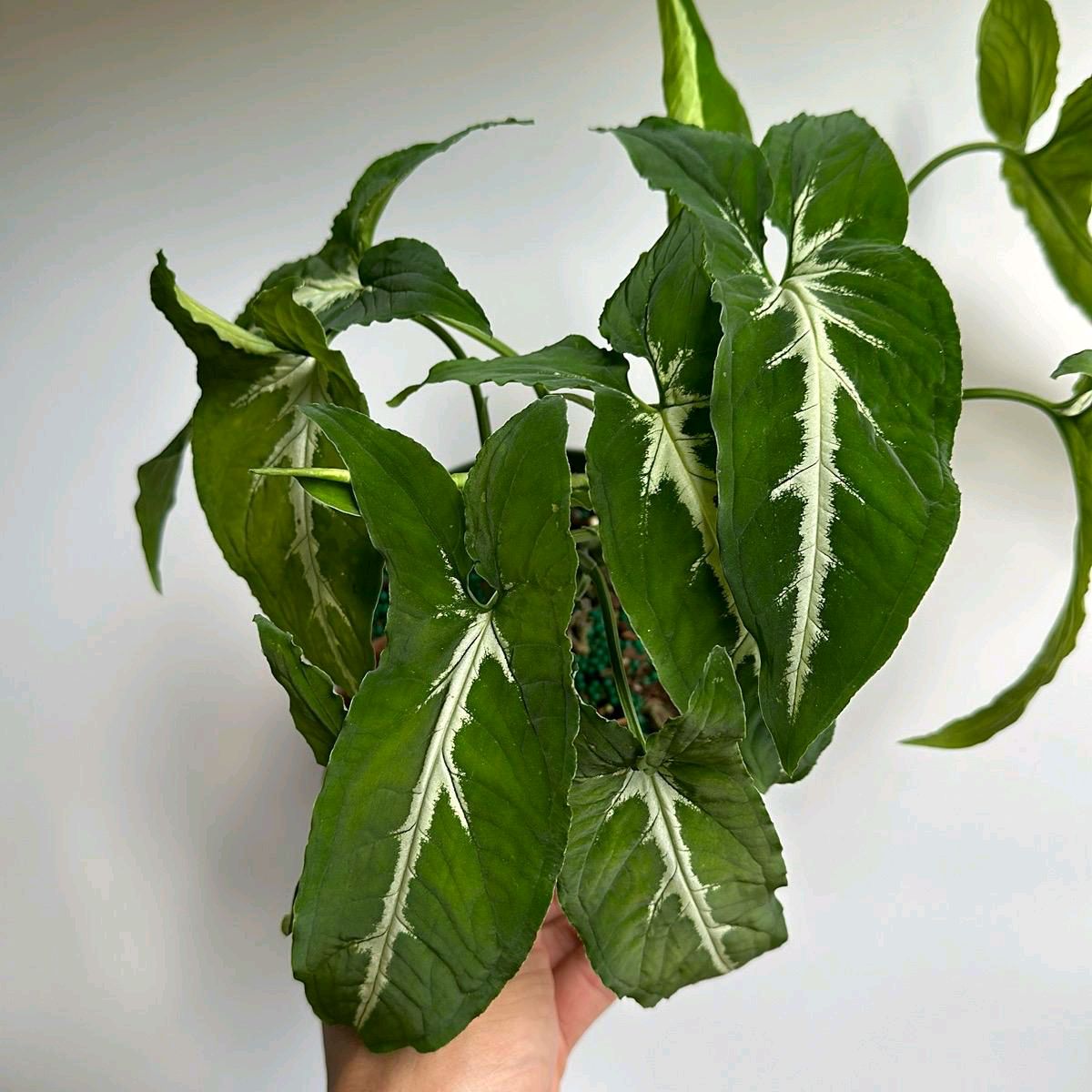 Syngonium wendlandii 4"