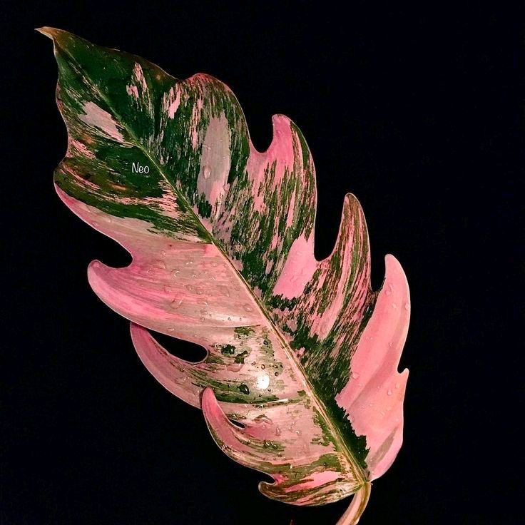 Philodendron Caramel Marble 4"