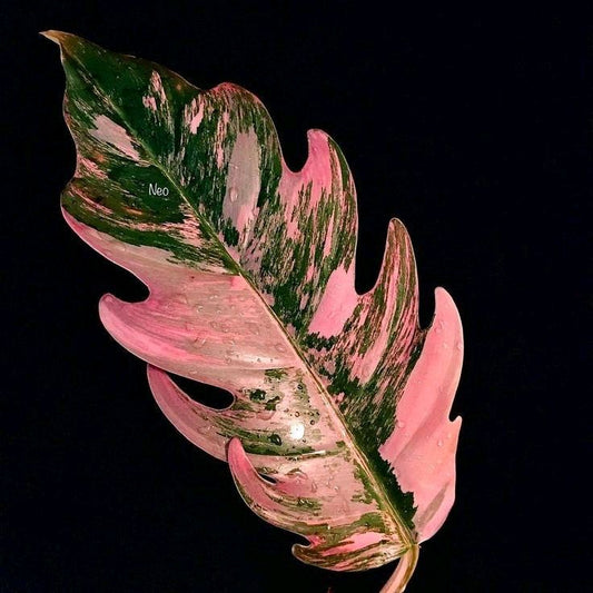 Philodendron Caramel Marble 4"