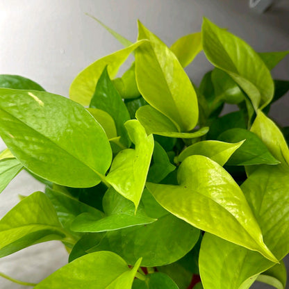 Pothos Neon 4"