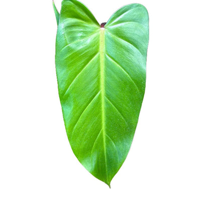 Philodendron Red emerald 6"
