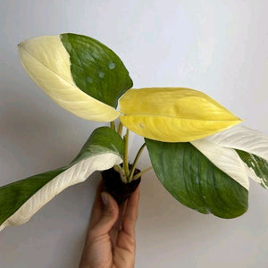 Variegated Monstera Lechleriana