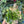 Spooky Mystery Bundle Box - 3 Spooky Plants