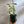 Outer Variegated Vanilla Orchid