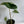 Alocasia Zebrina Reticulata