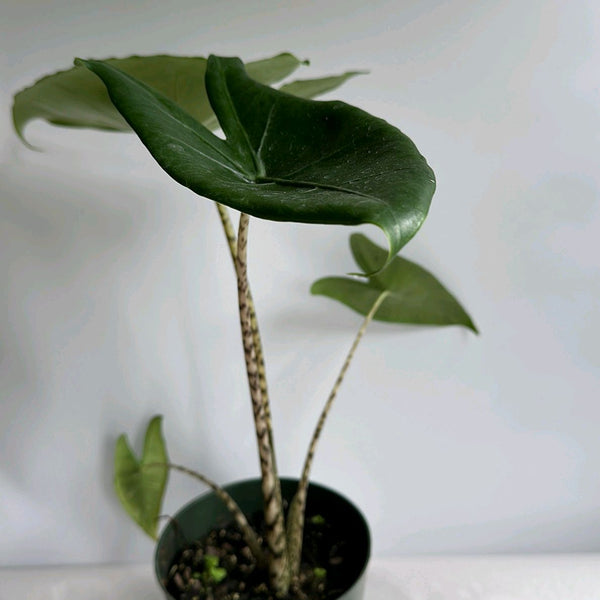 Alocasia Zebrina Reticulata