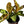 Variegated Ficus Shiveriana