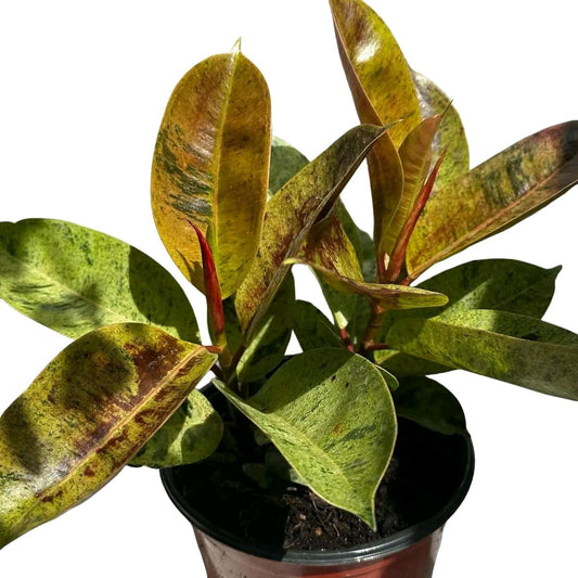 Variegated Ficus Shiveriana 6”