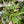 Calathea Lancifolia