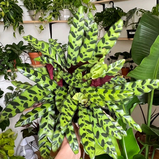 Calathea Lancifolia 6" pot Pet-Friendly