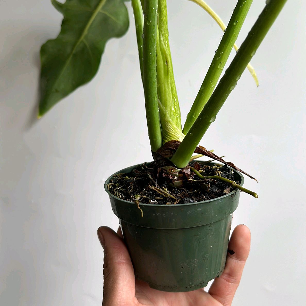 Philodendron Bob Cee Green on green variegation 6"